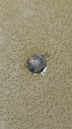 Tête de rivet. Tête de rivet.