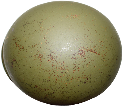 Vue de dessus. Vue de dessus.